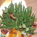 La Rosa Blu B&B 바리