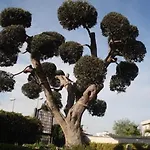 洛萨蓝光住宿加早餐酒店 3*