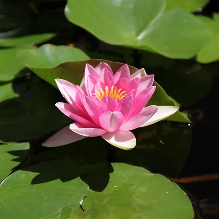La Rosa Blu Bari