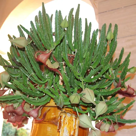 La Rosa Blu Отель типа 