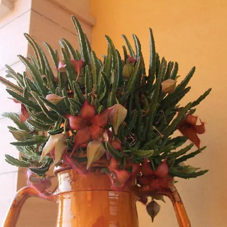 Frühstückspension La Rosa Blu 2*