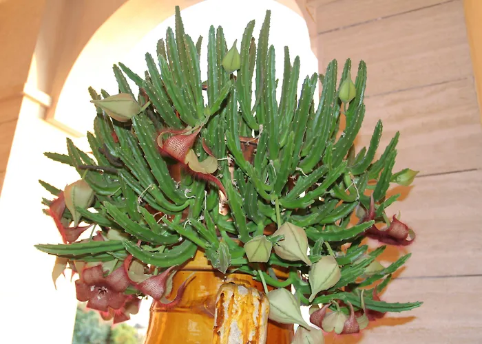 La Rosa Blu Couette-café Bari