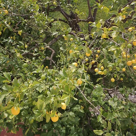 לינה וארוחת בוקר La Rosa Blu